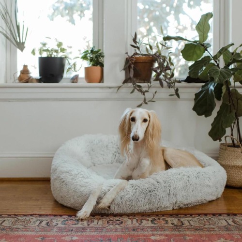 large dog sits in its bed under a windowsill full of potted plants
