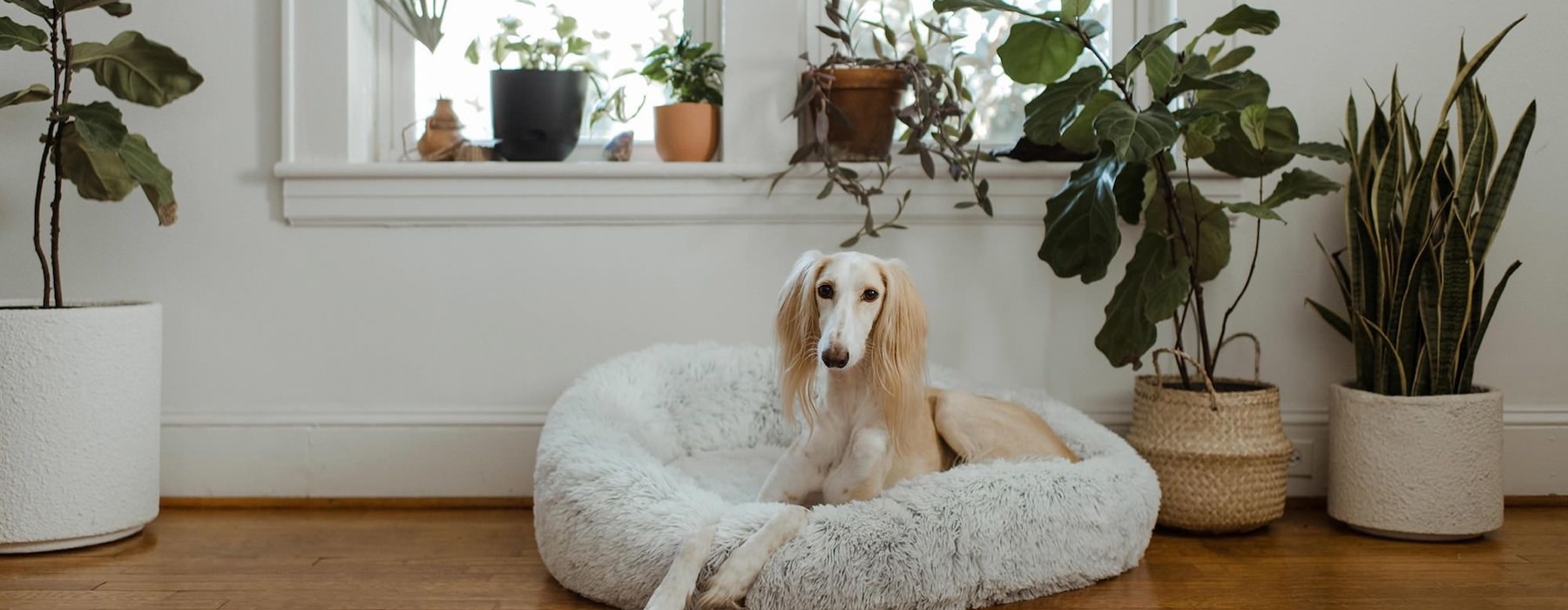 large dog sits in its bed under a windowsill full of potted plants